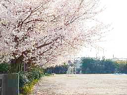 校庭の桜です